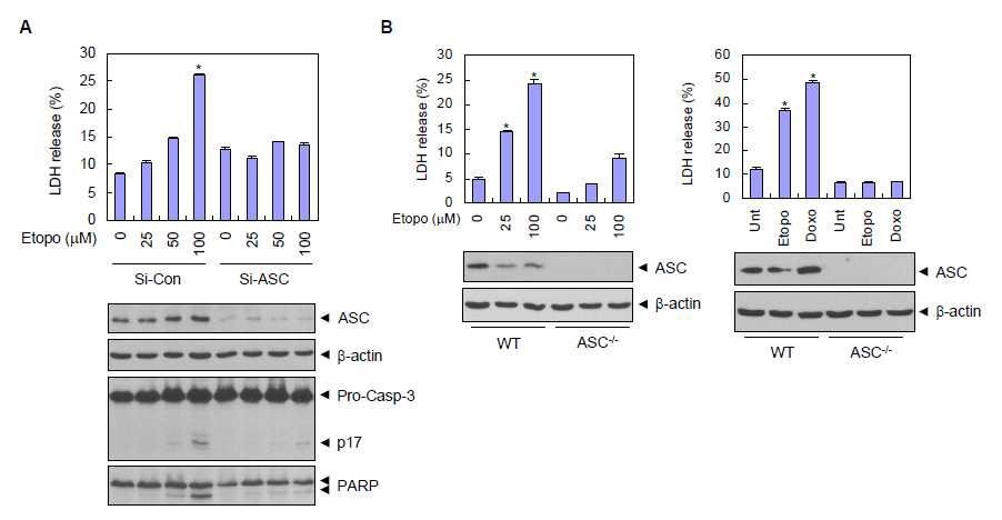 그림 6. ASC 발현의 knockdown (A), knockout (B) 를 통한 종양세포, 대식세포의 DNA 손상자극에 대한 세포사멸 감소