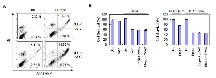 그림 8. ASC 발현 DLD-1 세포의 DNA 손상자극에 의한 caspase 의존적 세포사멸의 확인