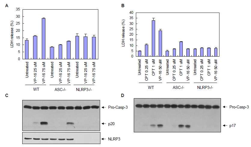 그림 15. ASC, NLRP3 인플라마좀 결핍에 의한 세포사멸 억제