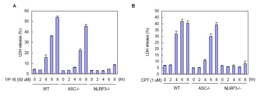 그림 16. DNA 손상 자극에 의한 시간별 세포사멸과 ASC, NLRP3 결핍의 영향