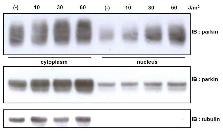 그림 1 Parkin Nuclear translocation of Parkin upon DNA damaging