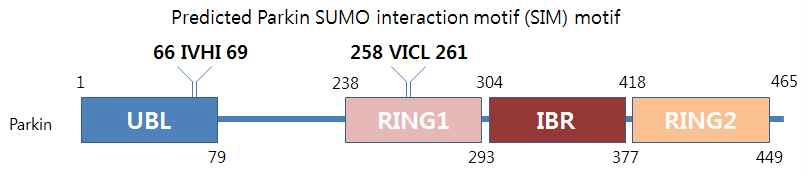 그림 2 Parkin에 존재하는 SUMO interaction motif들