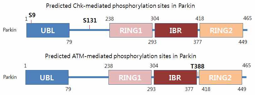 그림 3. Parkin 단백질에 존재하는 ATM과 Chk1/2의 인산화 site들