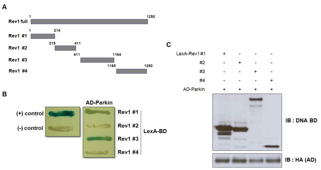 그림 4 Rev1 #1, #3 fragments interact with Parkin in yeast.