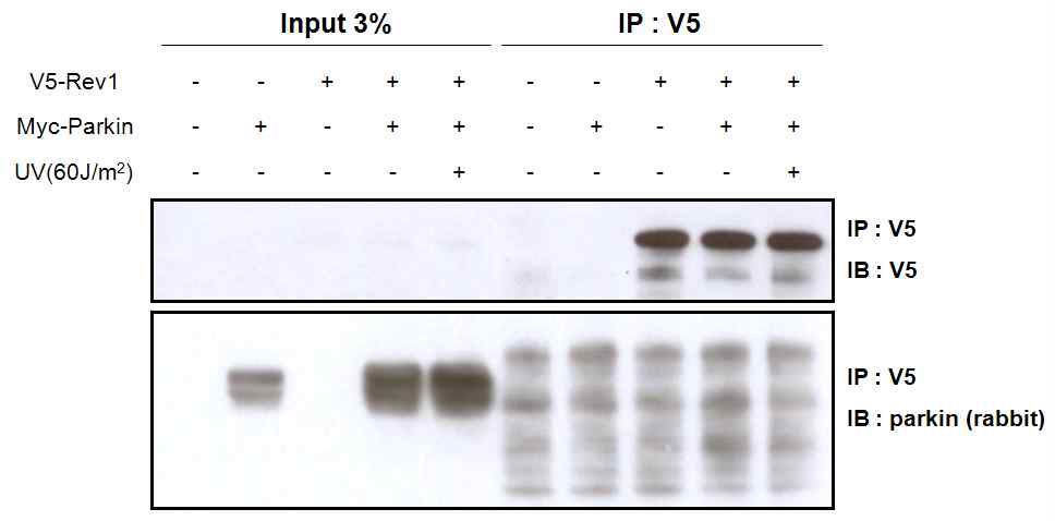 그림 5. Rev1 does not interact with Parkin regardless of DNA damage in mammalian cell