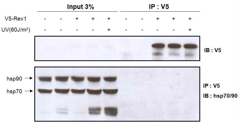 그림 6 Rev1 does not interact with HSP70/90 regardless of DNA damage in mammalian cell