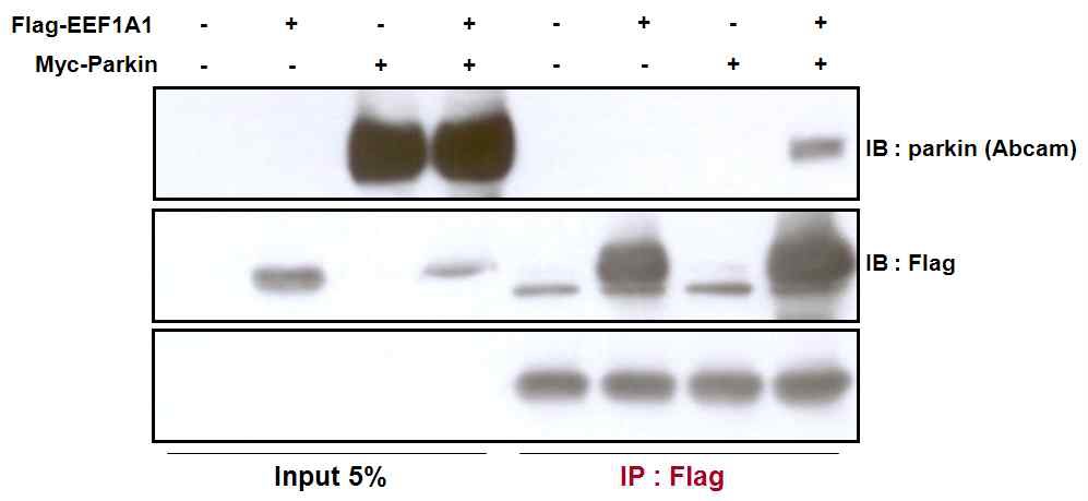 그림 7 Parkin interacts with eEF1A1