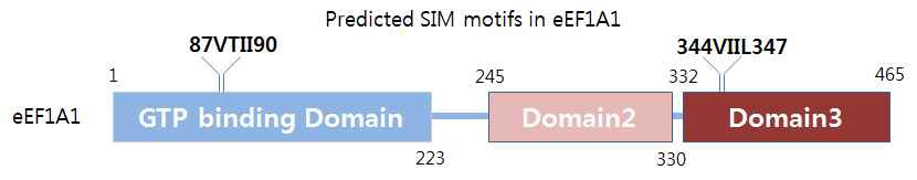 그림 9 eEF1A1에 존재하는 SUMO와 결합하는 motif들