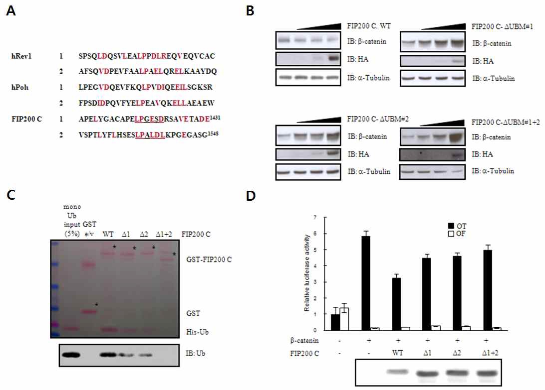 그림 10 Role of UBMs of FIP200 in interaction with β-catenin, degradation of β-catenin, and regulation of β-catenin-mediated transcription