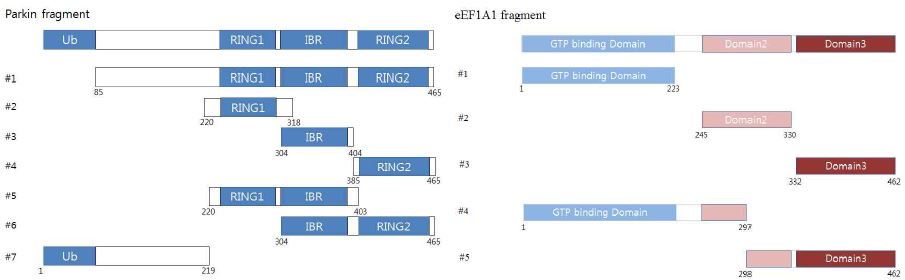 그림 11 Parkin 및 eEF1A1의 절편화