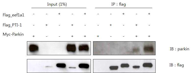 그림 13 Mammalian cell에서의 parkin과 eEF1A1의 결합