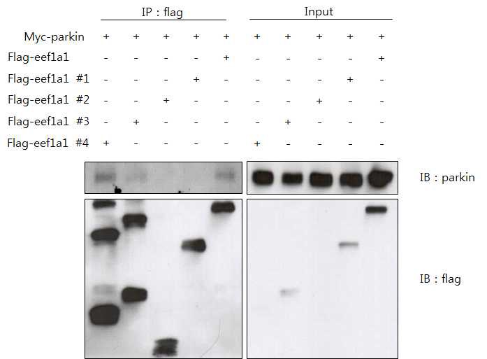 그림 14 Mammalian cell에서의 parkin과 eEF1A1 fragment의 결합