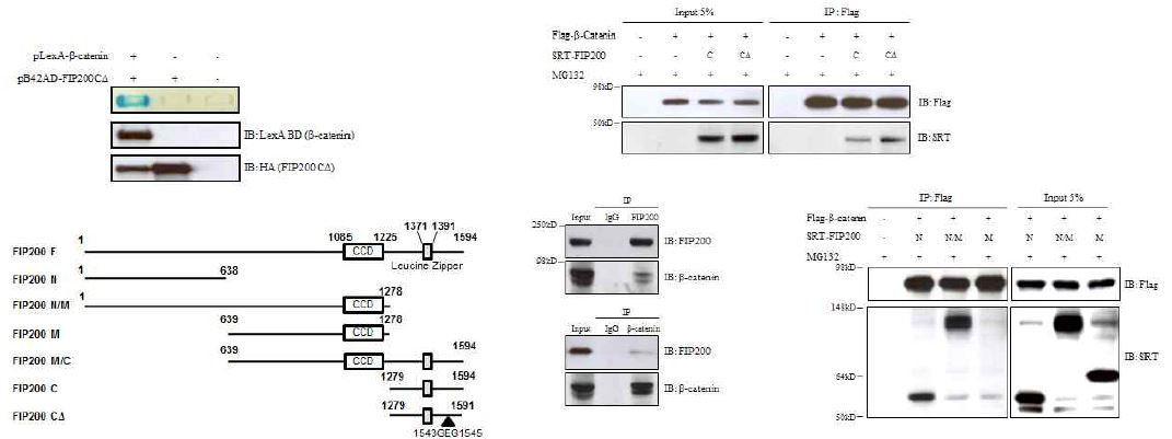 그림 18 FIP200 interacts with β-catenin