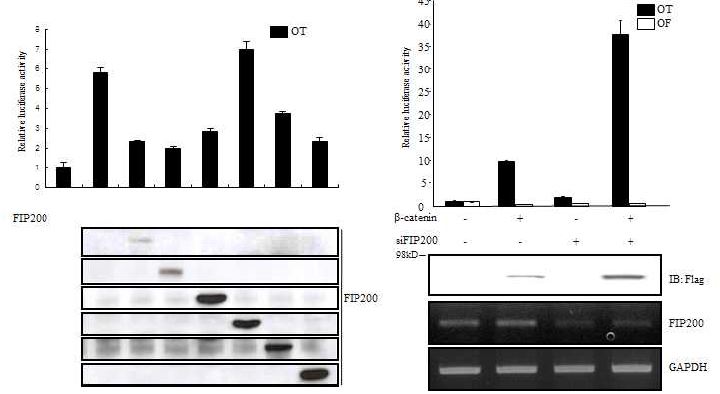 그림 19 FIP200에 의한 β-catenin 복합체의 전사 조절 억제 분석