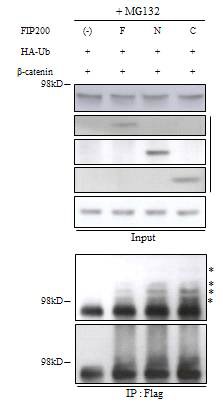 그림 20 β-catenin의 ubiquitination에 의한 분해 촉진