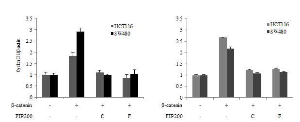 그림 22 HCT116 및 SW480 세포주에서의 FIP200과β-catenin의 결합에 따른 표적유전자 발현 조절