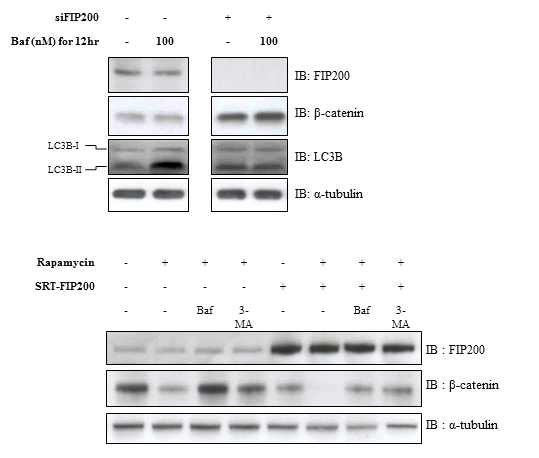 그림 23 autophagy 신호가 β-catenin에 미치는 영향