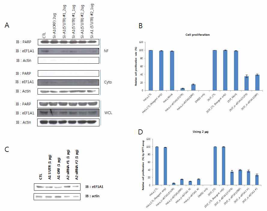 그림 24 eEF1A1 및 A2를 knockdown한 HeLa 암세포주에서의 성장 억제
