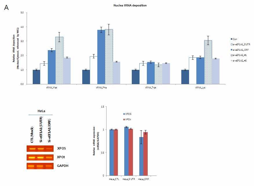 그림 26 eEF1A family의 knockdown을 통한 tRNA의 핵 내 축적