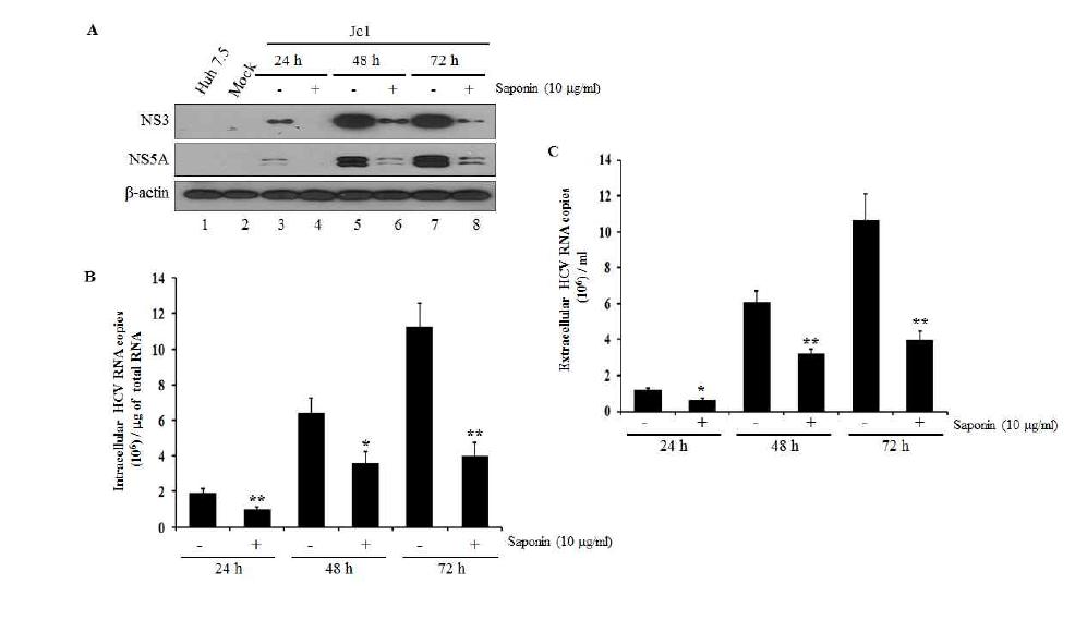 사포닌 처리 후 시간 의존적으로 C형 간염바이러스의 증식이 억제됨.
