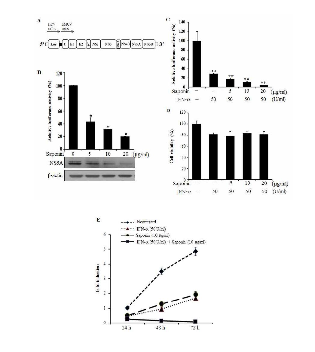 IFN-α와 사포닌의 중복처리는 C형 간염바이러스 증식을 현저히 억제함.