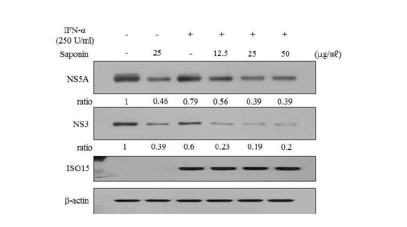 IFN-α와 사포닌의 중복처리는 replicon 세포에서 바이러스 단백질 발현을 억제함.