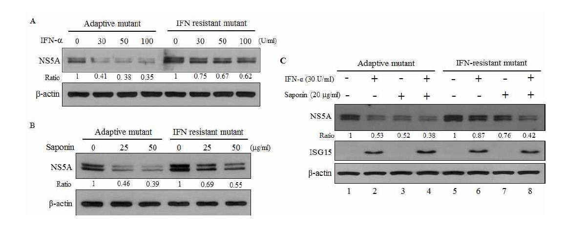 사포닌은 INF-α resistant mutant C형 간염바이러스의 증식도 억제함.