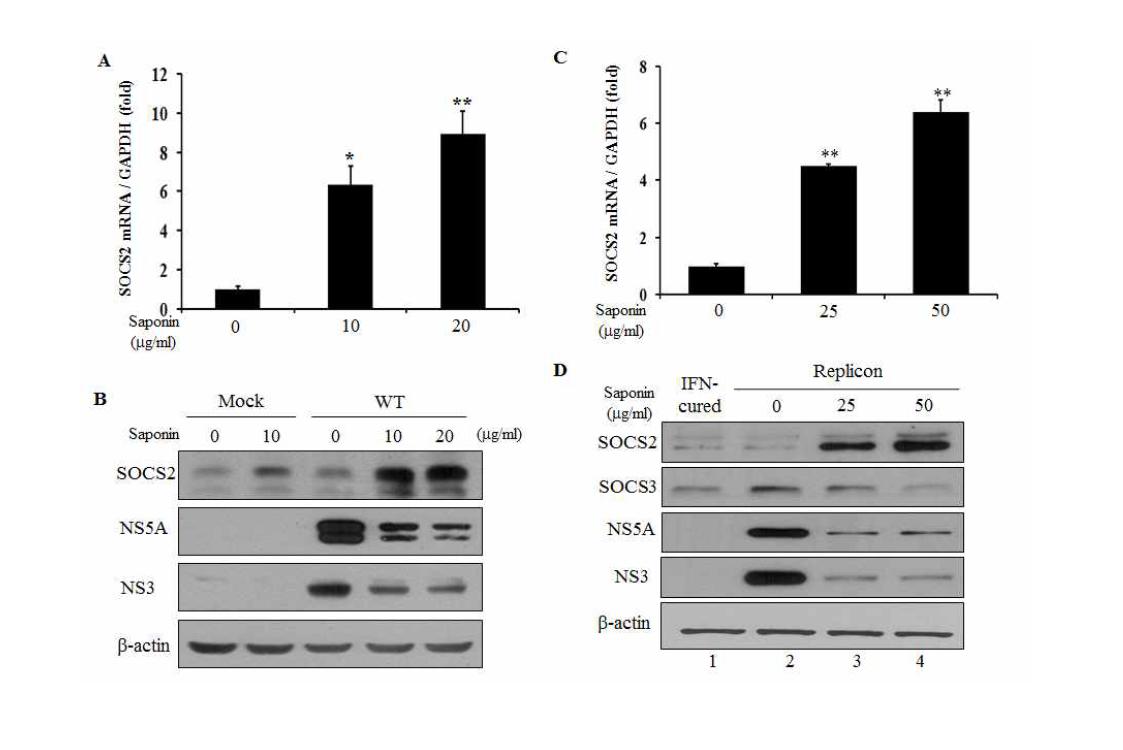 사포닌에 의한 SOCS2 유전자 발현 증가.