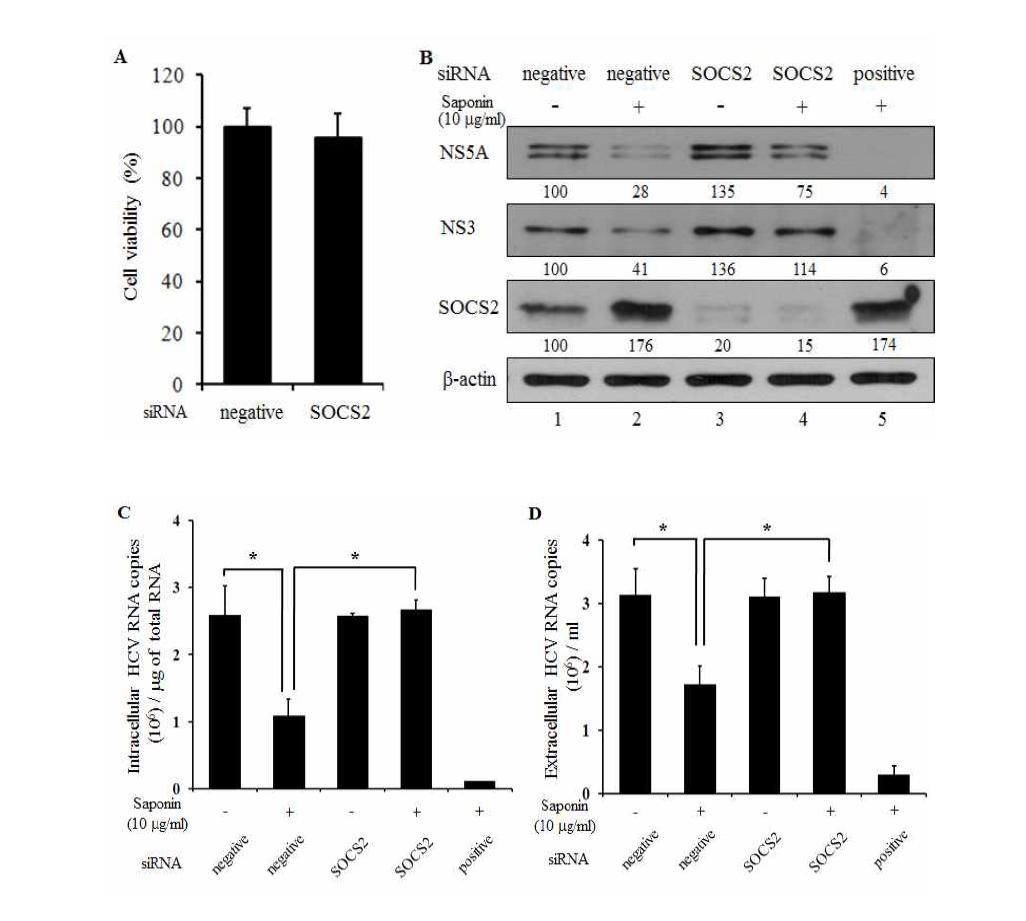 SOCS2 knockdown은 사포닌에 의한 C형 간염바이러스의 증식 억제력을 상실하게 함.