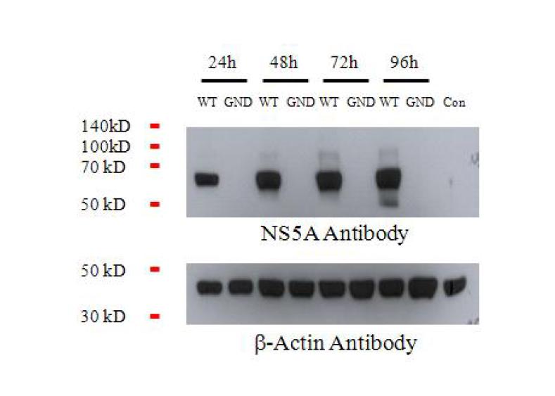 C형 간염바이러스 단백질 NS5A의 SUMOylation.