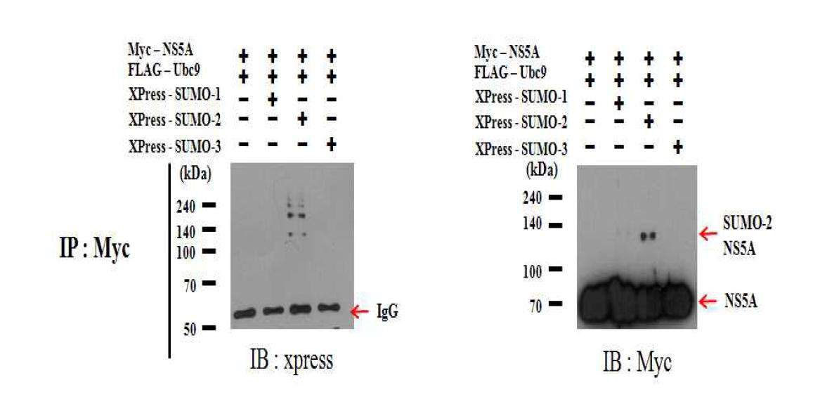 SUMO-2 단백질과의 상호작용에 의한 NS5A 단백질의 스모화.