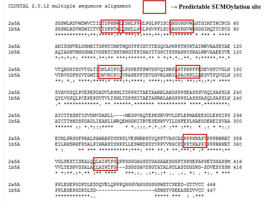 NS5A genotype 1b and 2a 단백질의 공통된 SUMOylation site 확인.