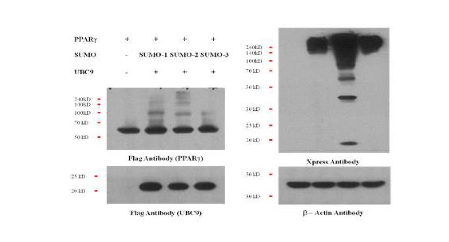 PPARγ1의 스모화 확인.