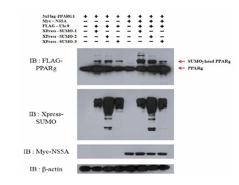 C형 간염바이러스 NS5A에 의해 PPARγ의 SUMOylation.