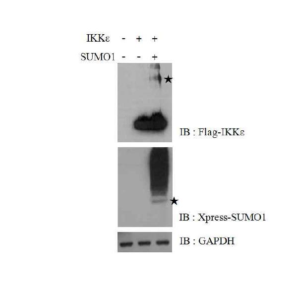 IKKε의 스모화.