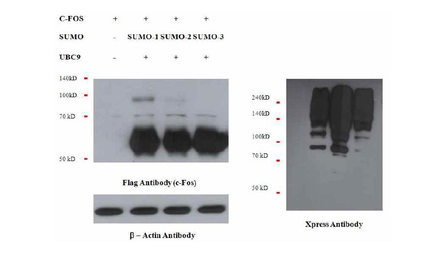 Cellular transcription factor인 c-Fos의 스모화.