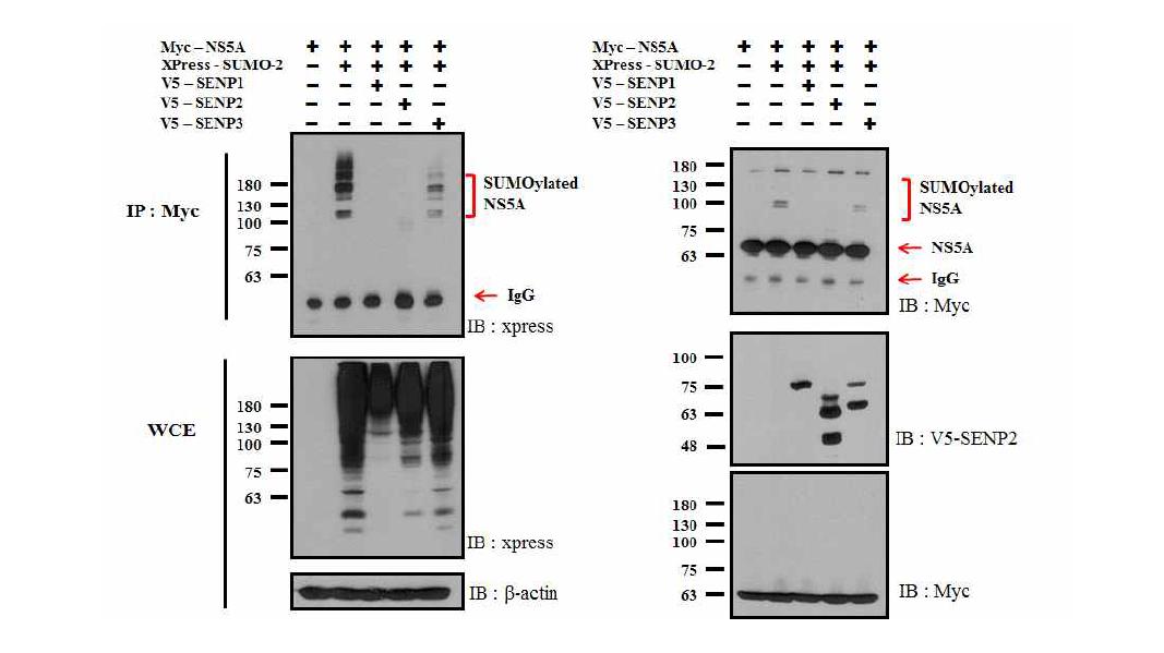 SENP에 의한 NS5A의 탈스모화 분석.