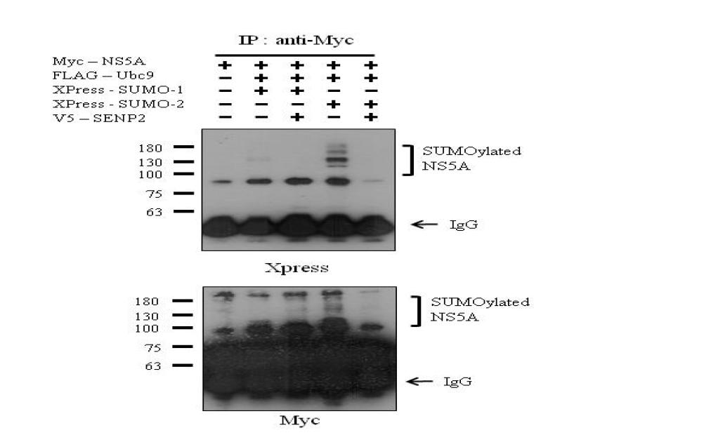 SENP2에 의한 NS5A의 탈스모화 분석.