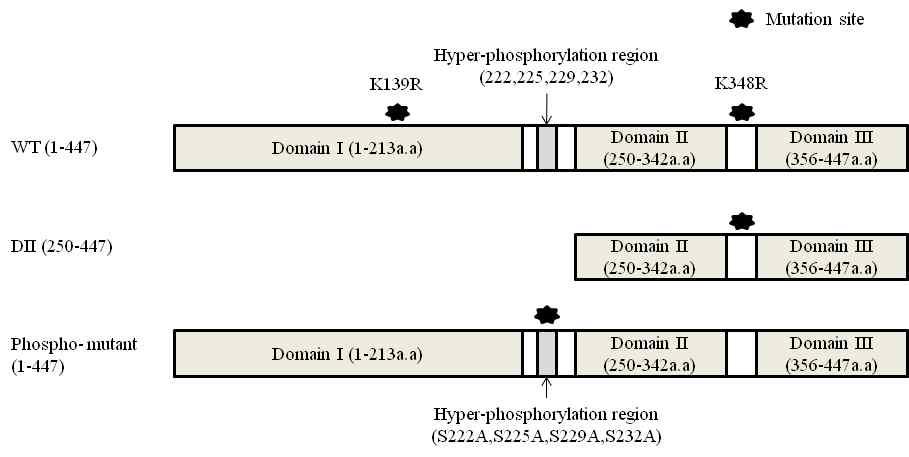 Wild-type and mutants of NS5A.