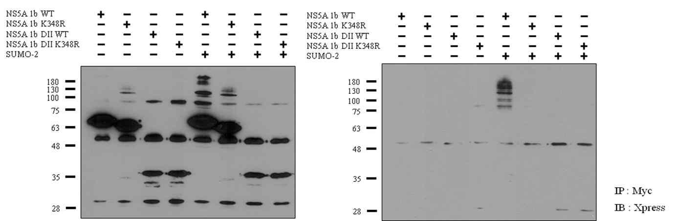 NS5A wild-type 과 deletion mutants 에서의 스모화 분석.