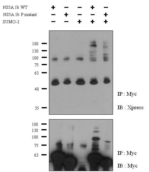 NS5A wild-type 과 phosphorylation mutant 에서의 스모화 분석.