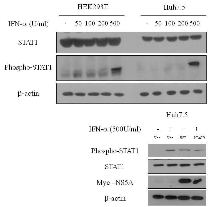 IFN-α에 의해 유도되는 STAT signaling pathway의 NS5A에 의한 조절.