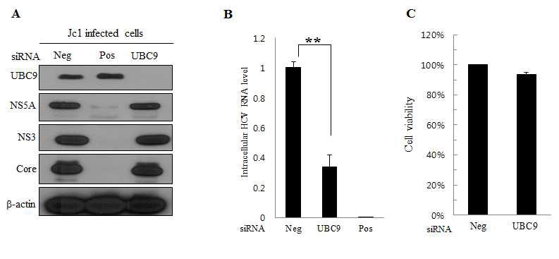 UBC9의 knockdown에 의한 C형간염바이러스 증식 억제효과.