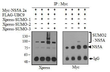 SUMO-2에 의한 NS5A (genotype 2a)의 스모화 분석.