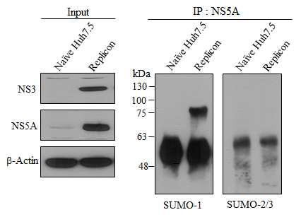 Subgenomic replicon 세포에서의 NS5A의 스모화 분석.