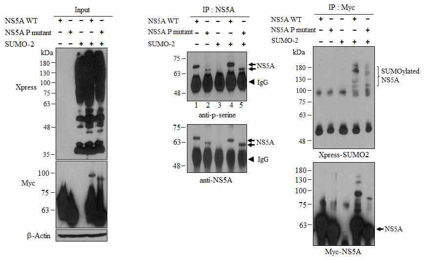 Phosphorylation-defective NS5A의 인산화 분석.