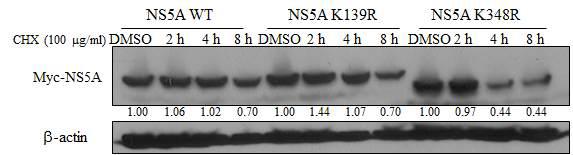 CHX의 처리에 의한 Sumoylation-defective NS5A의 단백질 안정성 분석.