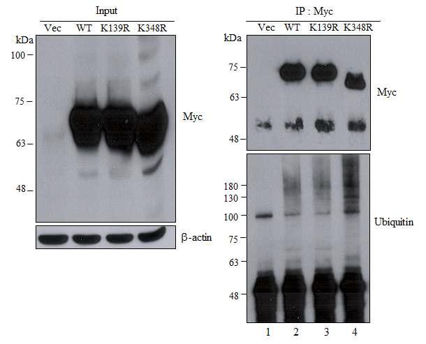 NS5A의 스모화에 의한 NS5A의 세포내재적인 유비퀴틴화의 감소.