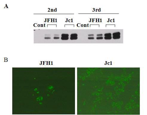 HCV JFH1 clone과 Jc1 clone의 세포 바이러스 감염성능력 비교