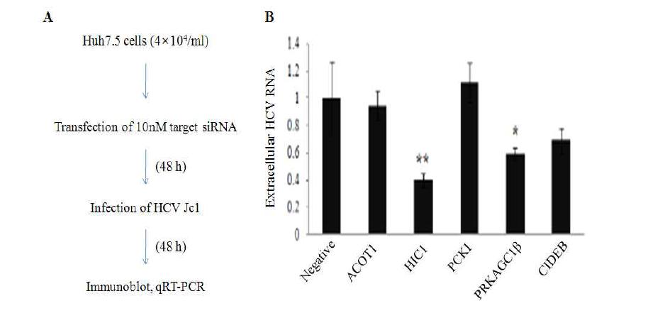 ACOT1, HIC1, PCKI, PRKAGC1β, CIDEB 유전자 발현의 knockdown에 의한 C형 간염바이러스의 방출효과